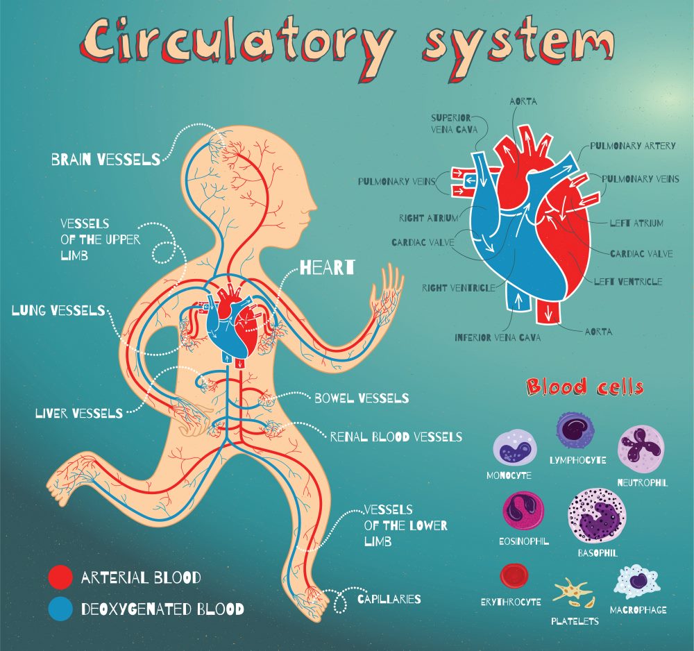 Herzkreislaufsystem