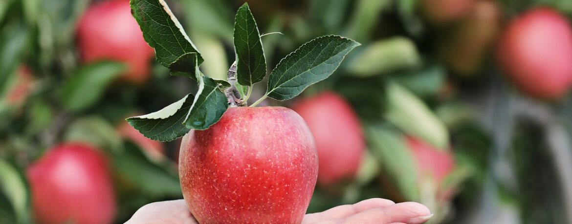 Vitamine und Nährwerte von Äpfeln